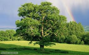 beatutiful oak tree symbolising strength